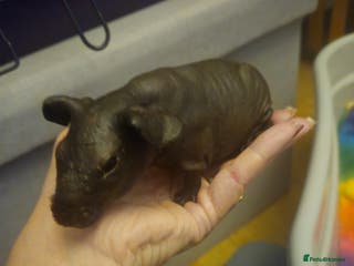 Guinea Pig rodents Baby guinea pigs - Advert 6