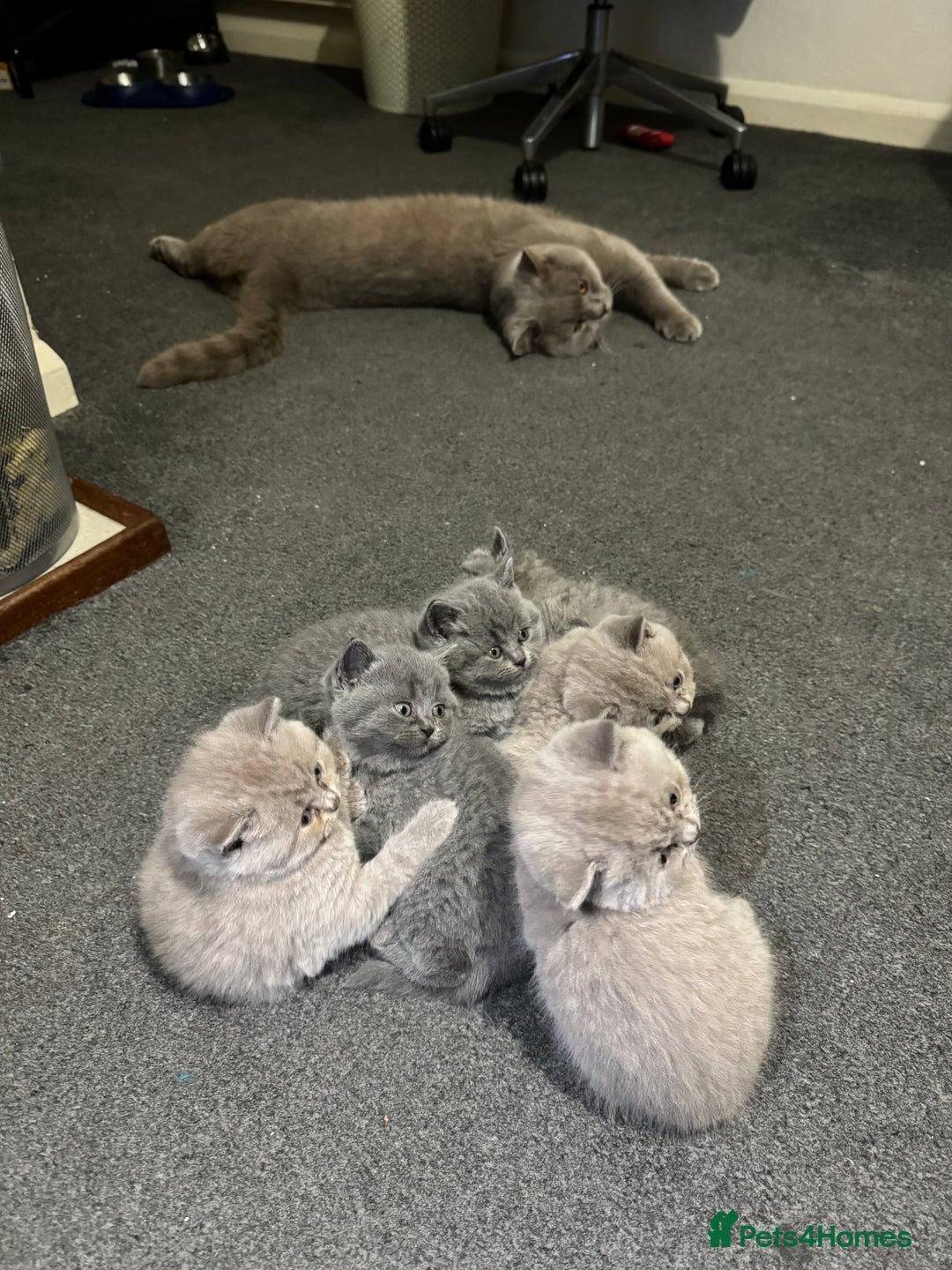 British Shorthair cats for sale: British shorthair lilac and blue - Advert 12