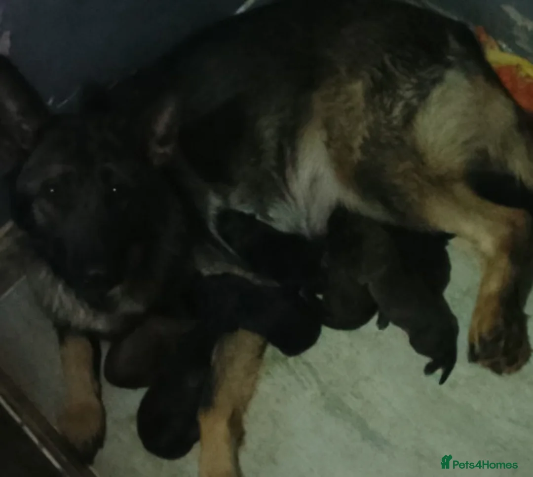 German Shepherd dogs for sale: Stunning German shepherd babies  - Advert 2