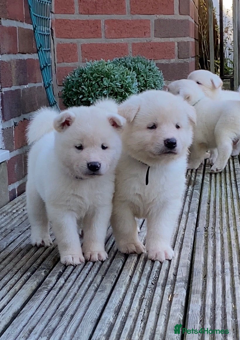 Akita dogs Beautiful Japanese Akita Puppies 4 boys 2 girls - Advert 1