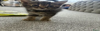 Norwegian Forest Cat Kitten 2