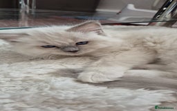 Ragdoll cats for sale: 1 female GCCF Pedigree Ragdoll kitten left - Image 29