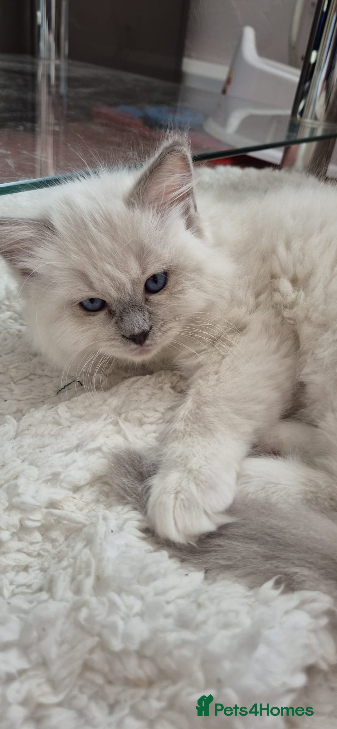 Ragdoll cats for sale: 1 female GCCF Pedigree Ragdoll kitten left - Image 29