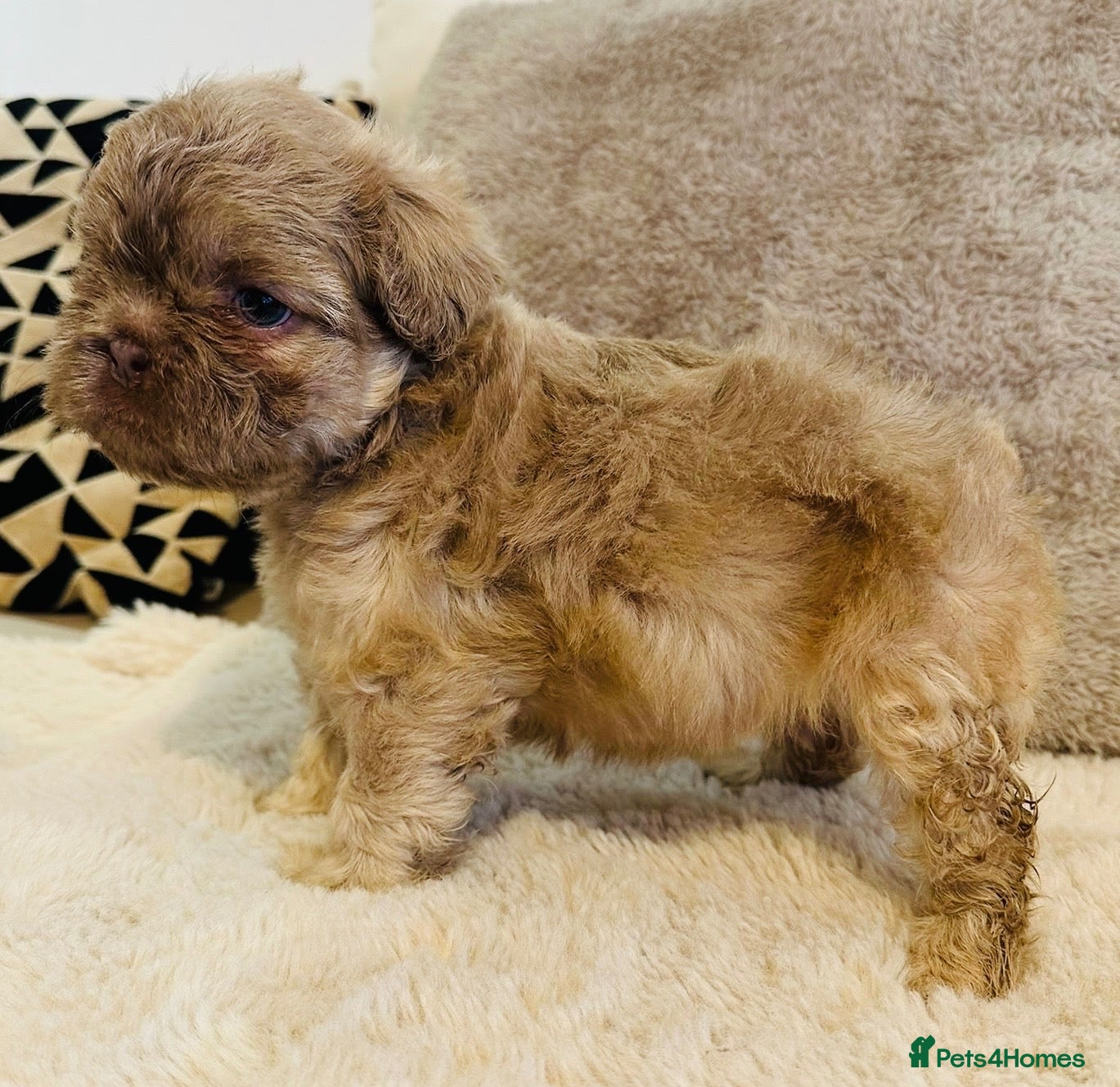 French Bulldog dogs Fluffy french bulldogs  - Advert 3