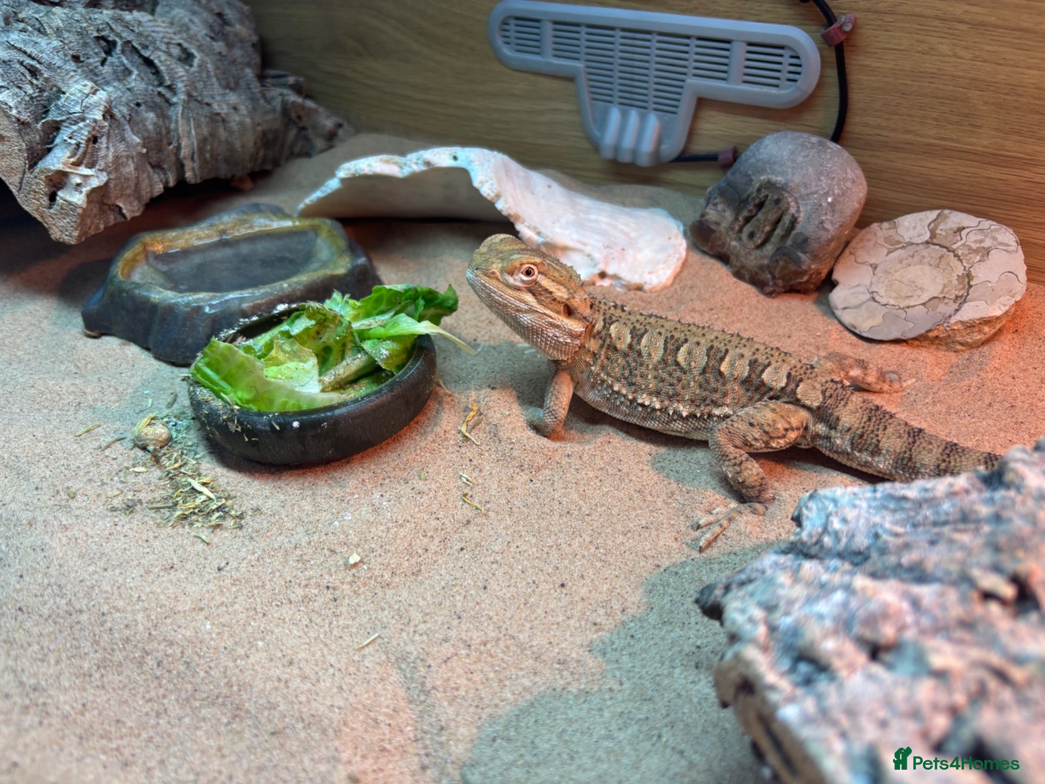Dragon reptiles Rankin dragon 2 years old for sale  - Advert 2