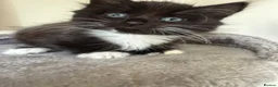 British Shorthair cats for sale: Girl Kitten - Advert 13