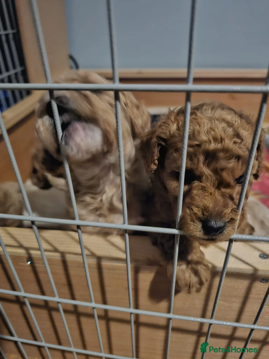 Cockapoo dogs for sale: Cockapoo puppies for sale - Advert 11