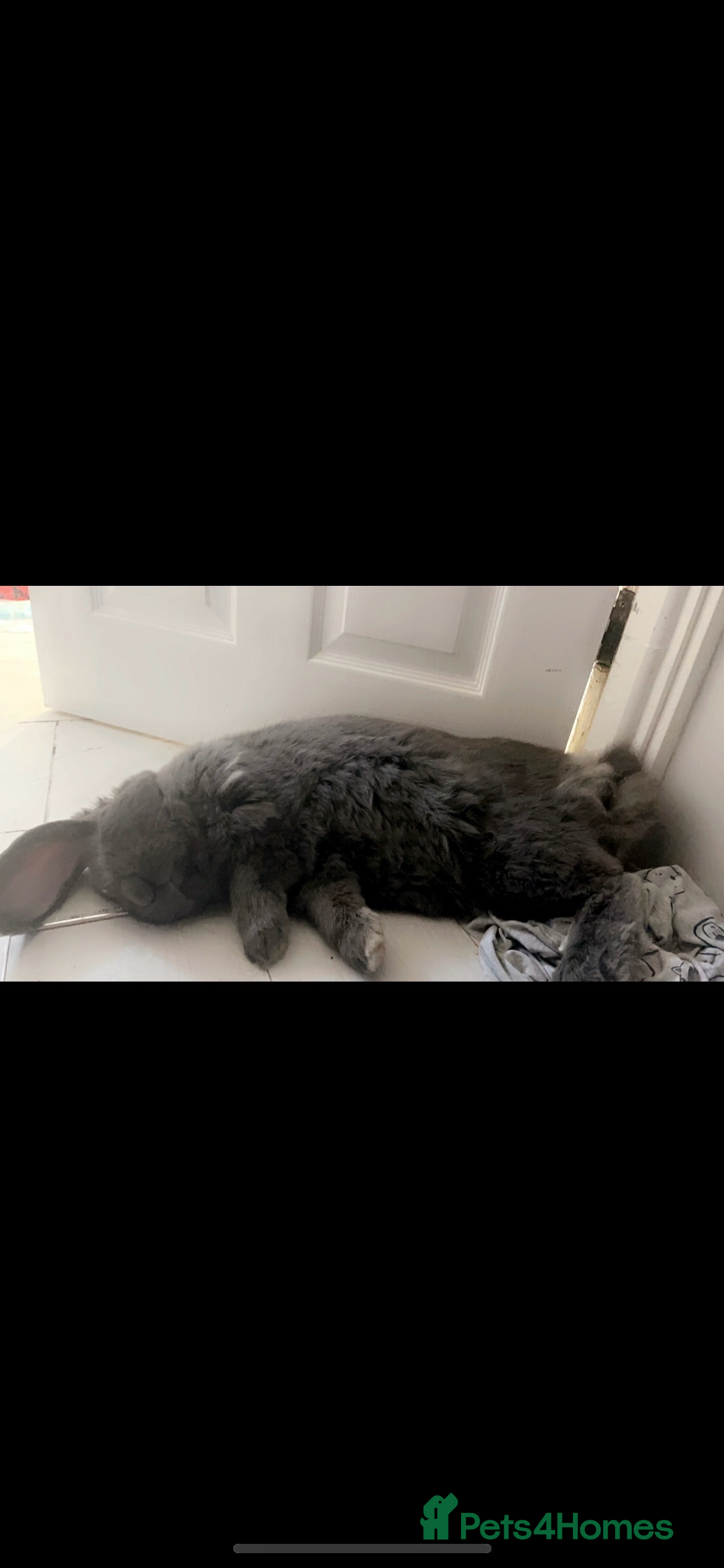 French Lop rabbits Giant French lop rabbits  - Advert 19