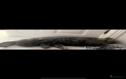 French Lop rabbits for sale: Giant French lop rabbits  - Image 1