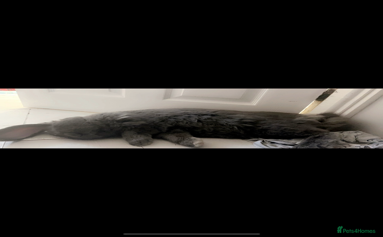 French Lop rabbits - Advert 1