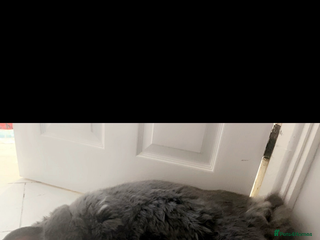 French Lop rabbits Giant French lop rabbits - Advert 13