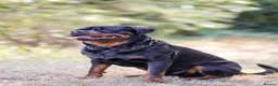 Rottweiler dogs for stud: Proven stud Hector 60kg plus Rottweiler KC Reg  - Advert 7