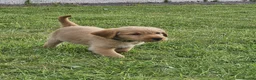 Mixed Breed dogs for sale: ALL REHOMED Vizslador Puppies  - Advert 5