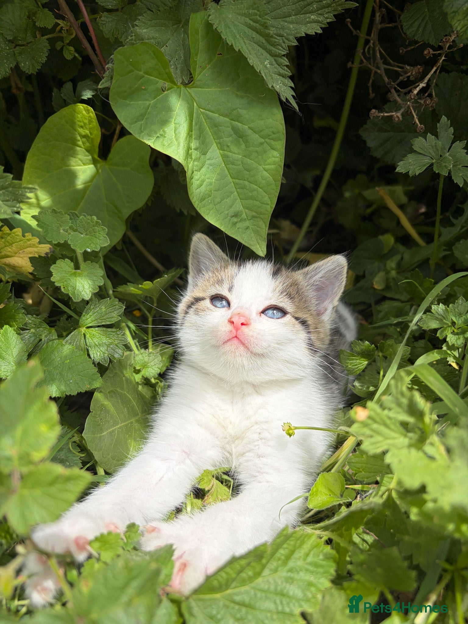 Mixed Breed cats 4 adorable kittens for sale  - Advert 1