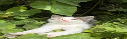 Mixed Breed cats for sale: 4 adorable kittens for sale  - Advert 26