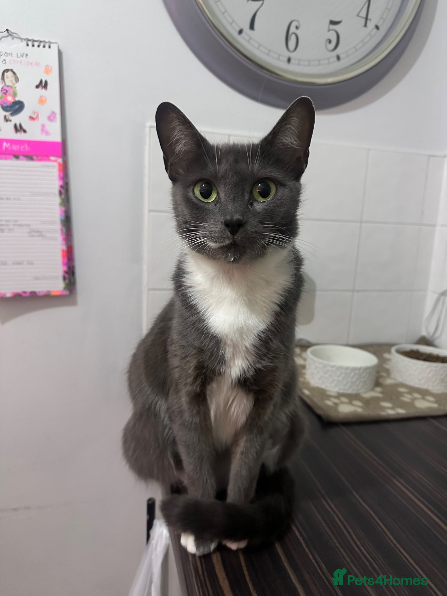 Mixed Breed cats 2 Male & 2 Female Mixed Breed Kittens - Advert 1