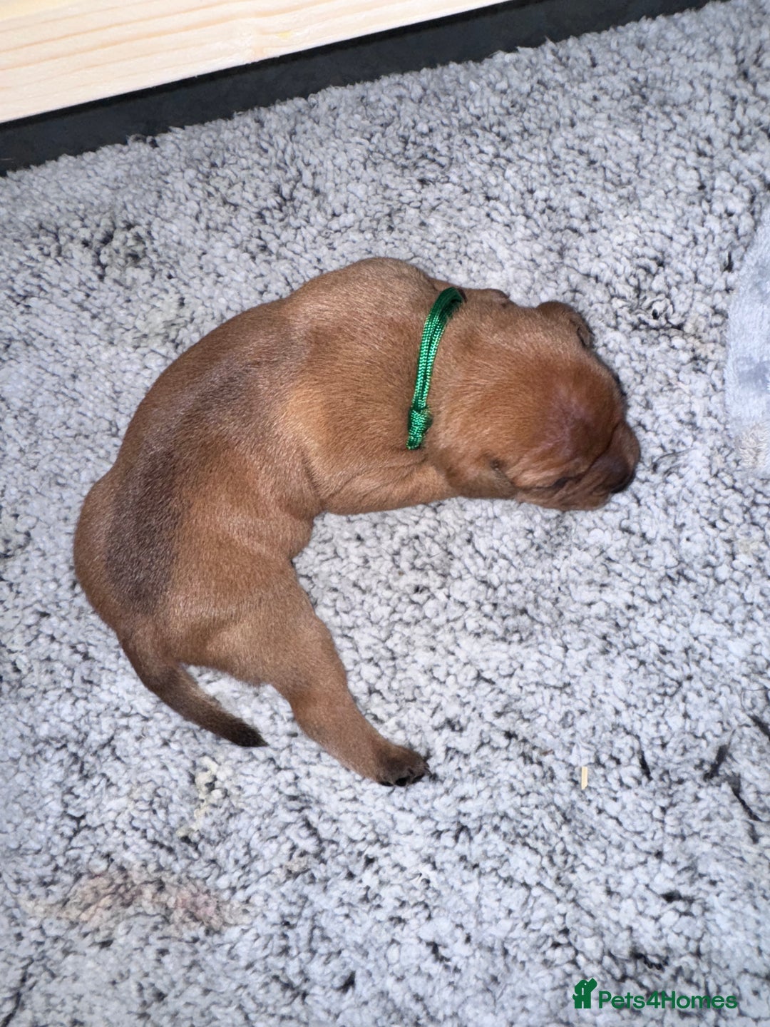 Staffordshire Bull Terrier dogs for sale: Beautiful litter of red staffy pups - Advert 8