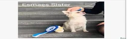 Chihuahua dogs for sale: 6 year old KC Russian Chihuahua For Sale, Fife ,  in Dunfermline - Advert 6