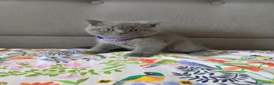 British Shorthair 3
