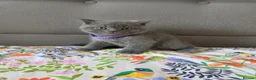 British Shorthair cats for sale: Ready to go British Shorthair kittens  - Advert 20