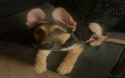 German Shepherd dogs for sale: 3 month old German shepherd  - Advert 1
