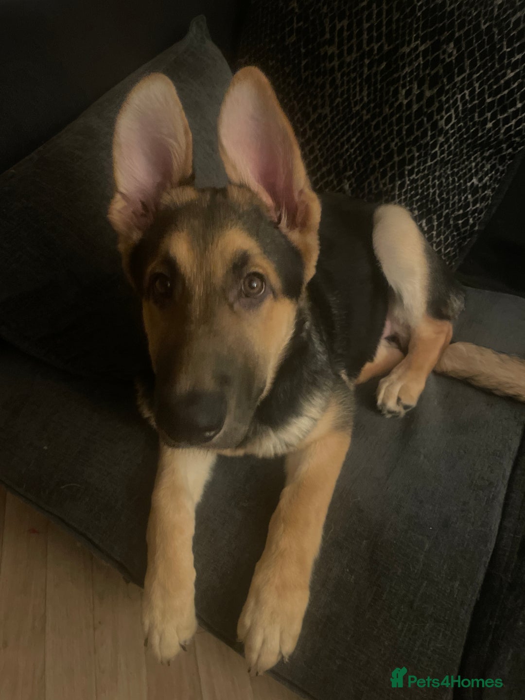 German Shepherd dogs for sale: 3 month old German shepherd  - Advert 1