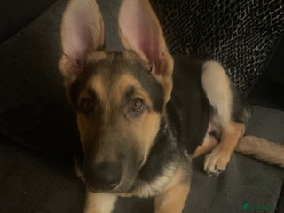 German Shepherd dogs 3 month old German shepherd - Advert 1