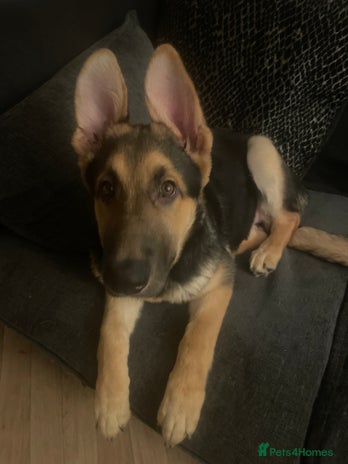 German Shepherd dogs 3 month old German shepherd - Advert 1