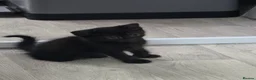 Mixed Breed cats for sale: 3 kittens  - Advert 6