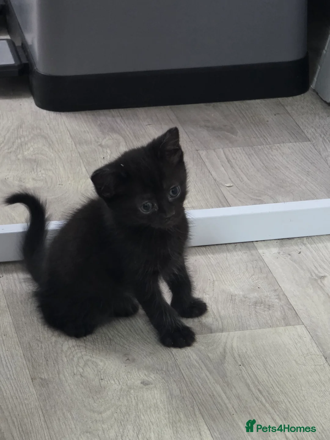 Mixed Breed cats for sale: 3 kittens  - Advert 6