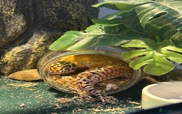 Leopard Gecko reptiles for sale: Leapord gecko, male - Image 5