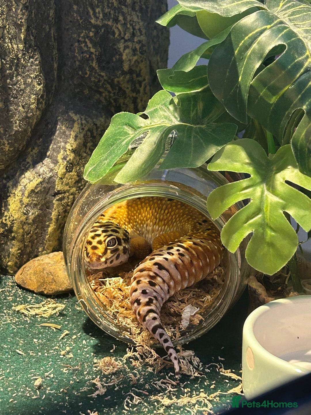Leopard Gecko reptiles for sale: Leapord gecko, male - Image 5
