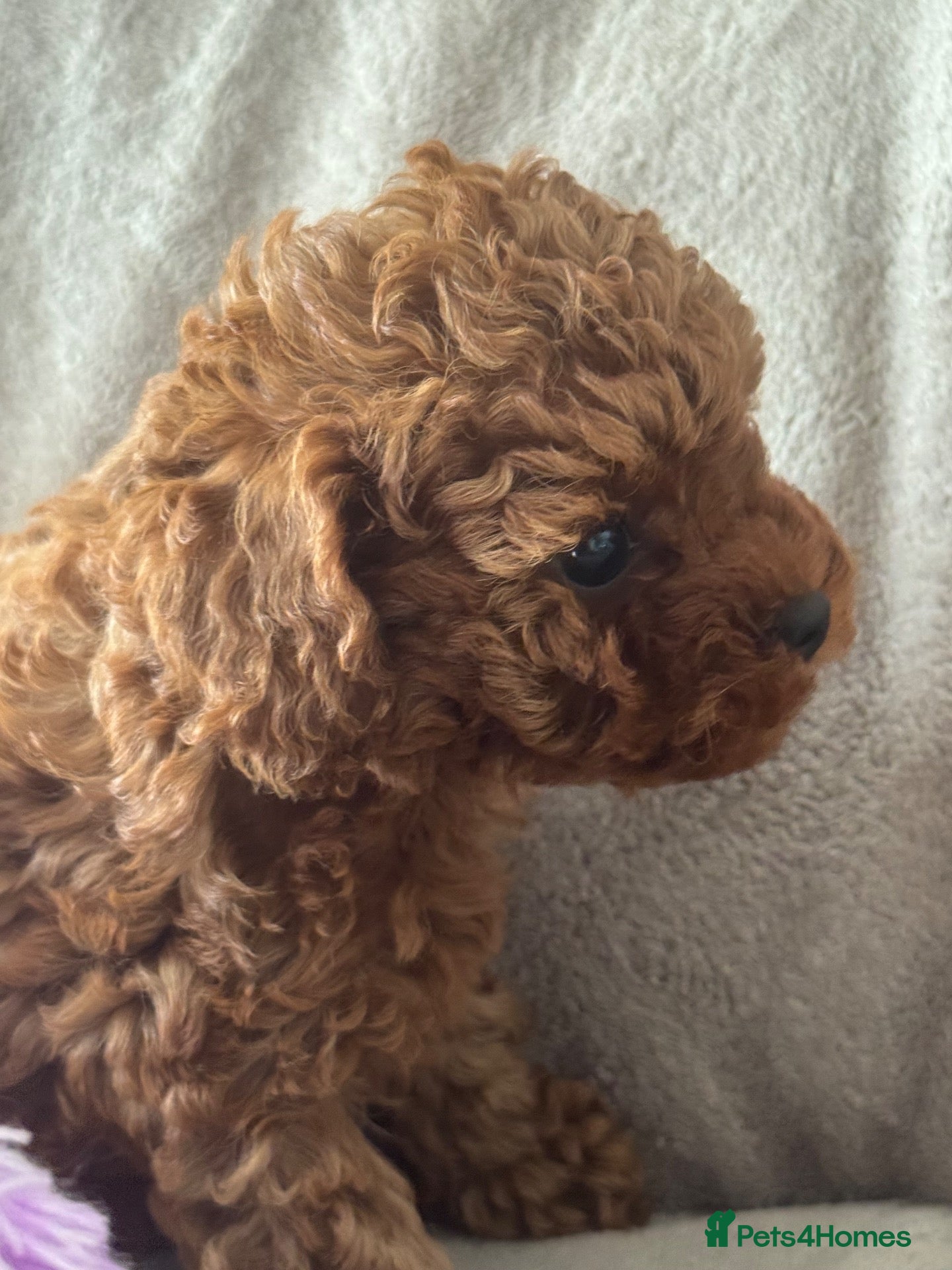 Toy Poodle dogs for sale: Tiny Asian Poodle puppy’s  - Advert 3