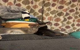 Continental Giant rabbits for sale: 2 Pure Bred Giant Rabbits  - Image 2