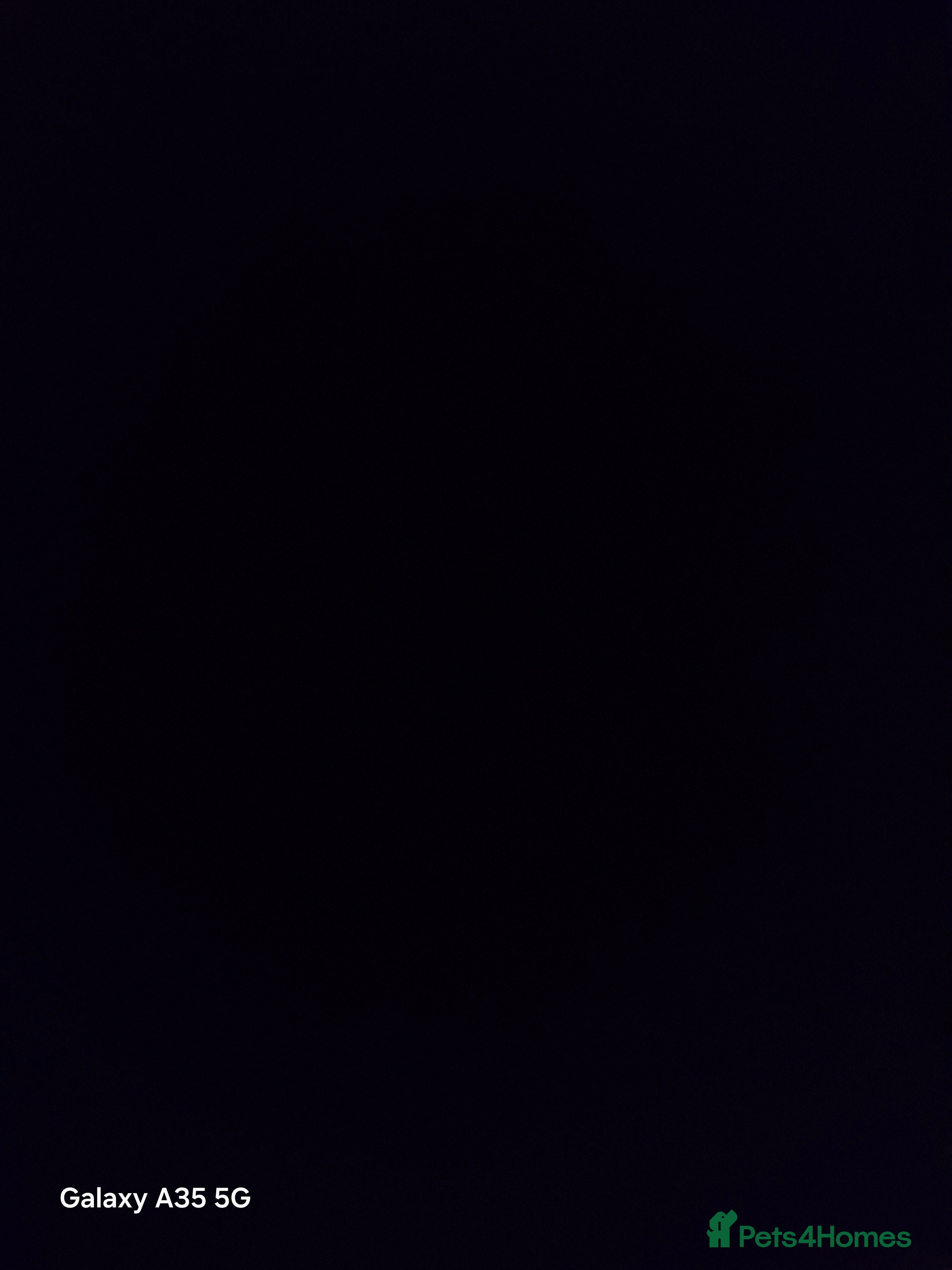 Netherland Dwarf rabbits Two dwarf rabbits - Advert 1