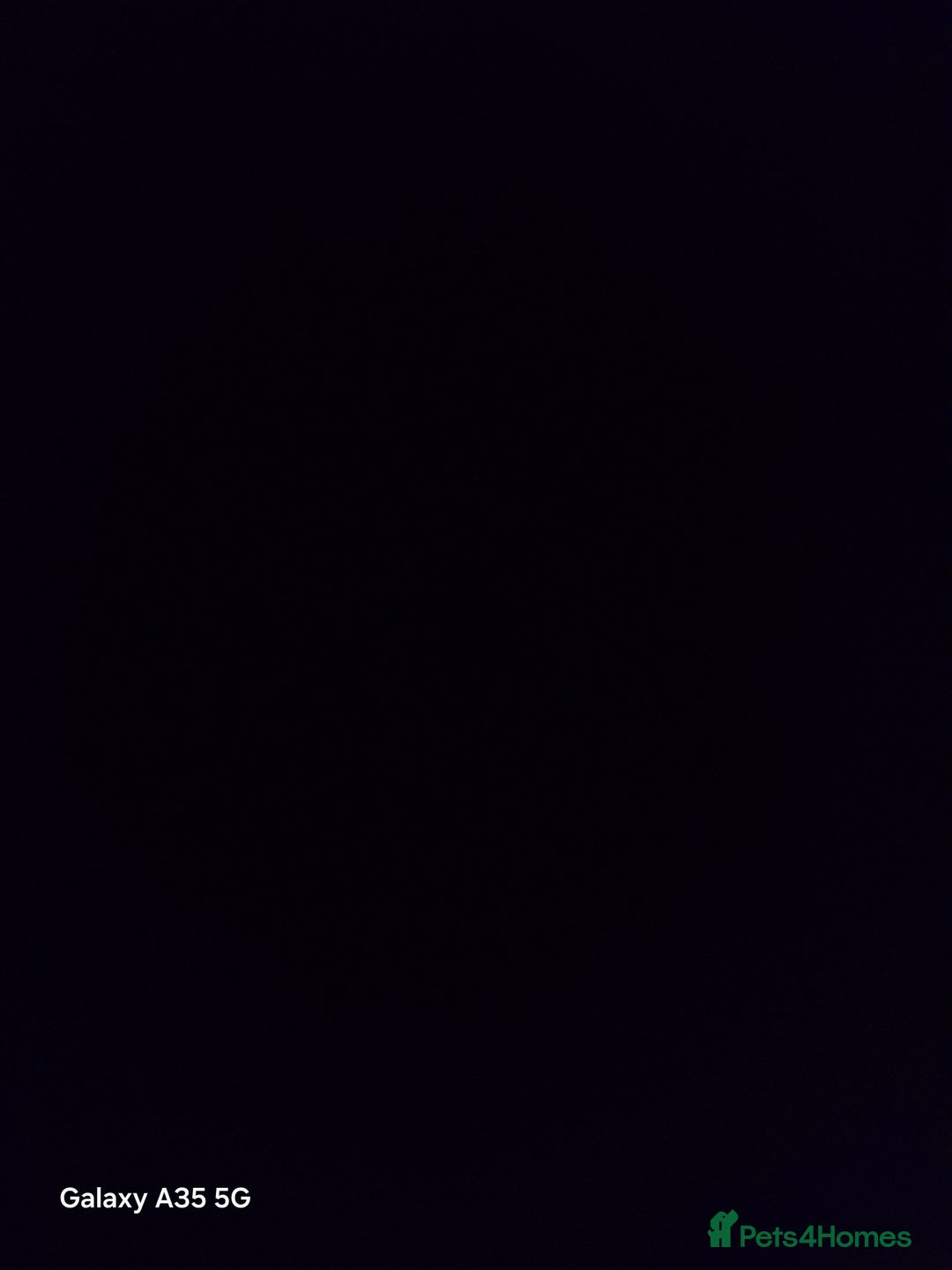 Netherland Dwarf rabbits for sale: Two dwarf rabbits - Advert 1