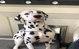 Dalmatian dogs for stud: Kc Baer tested studs available proven in Bedford - Image 1