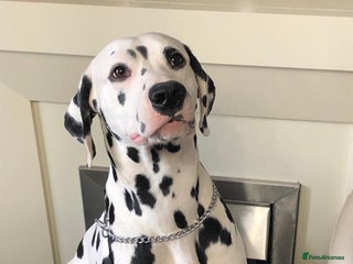 Dalmatian dogs Kc Baer tested stud sperm tested for quality in Bedford - Advert 2