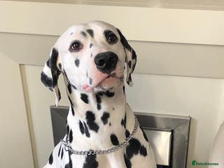 Dalmatian dogs Kc Baer tested stud sperm tested for quality in Bedford - Advert 3