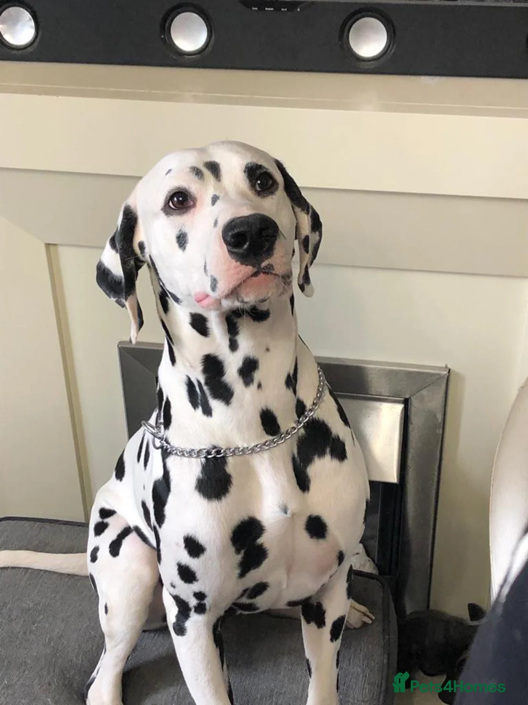 Dalmatian dogs for stud: Kc Baer tested stud sperm tested for quality  in Bedford - Advert 1