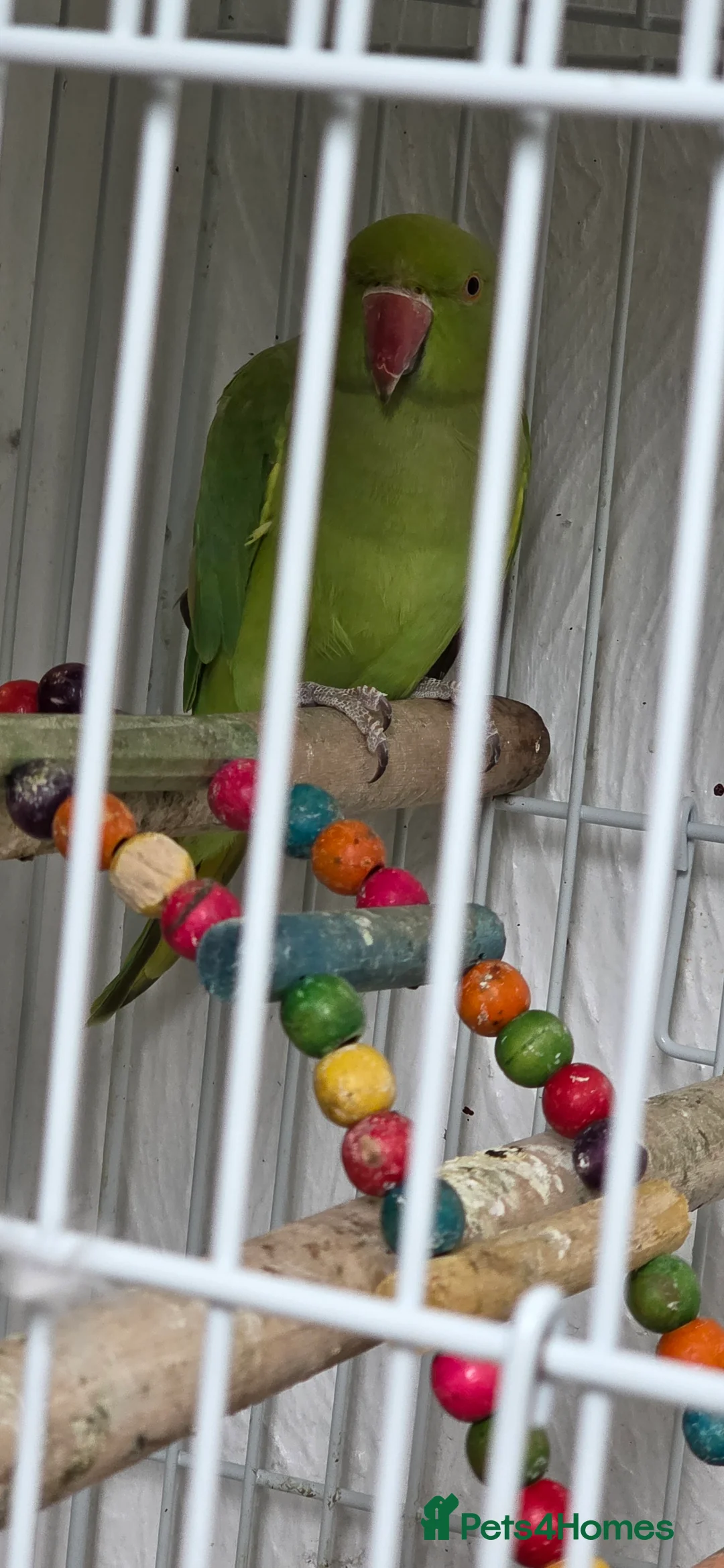 Ringnecks birds for sale: Green ringneck for sale £120 with cage in Sheffield - Advert 7