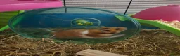 Hamster rodents for sale: Syrian Hamster - Advert 5