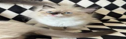 Ragdoll cats for sale: Chunky Ragdoll kittens  - Advert 18