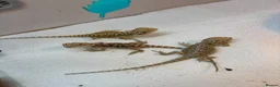 Bearded Dragon reptiles for sale: Baby Bearded dragons £50 each - Advert 5