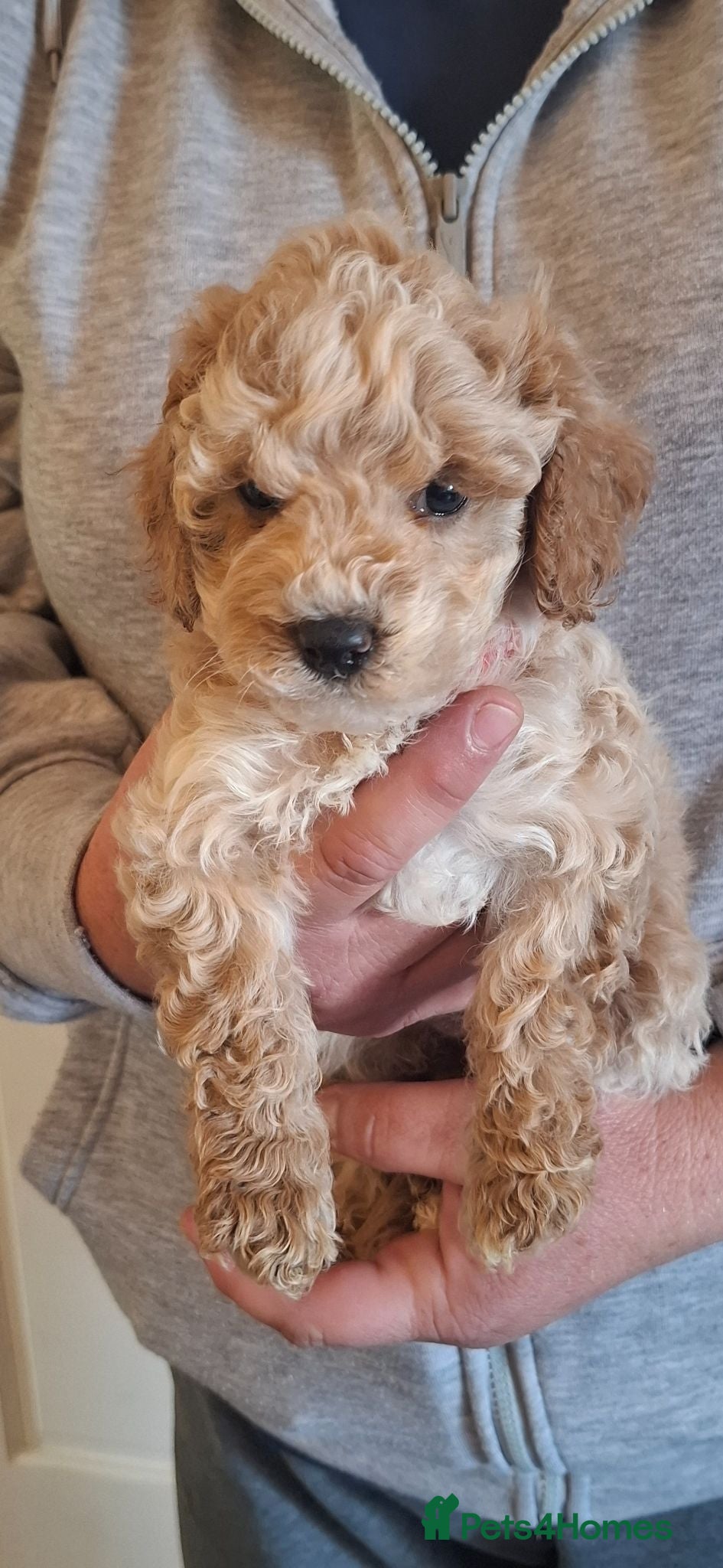 Lhasapoo dogs Gorgeous Lhachon/Poodle - Advert 2