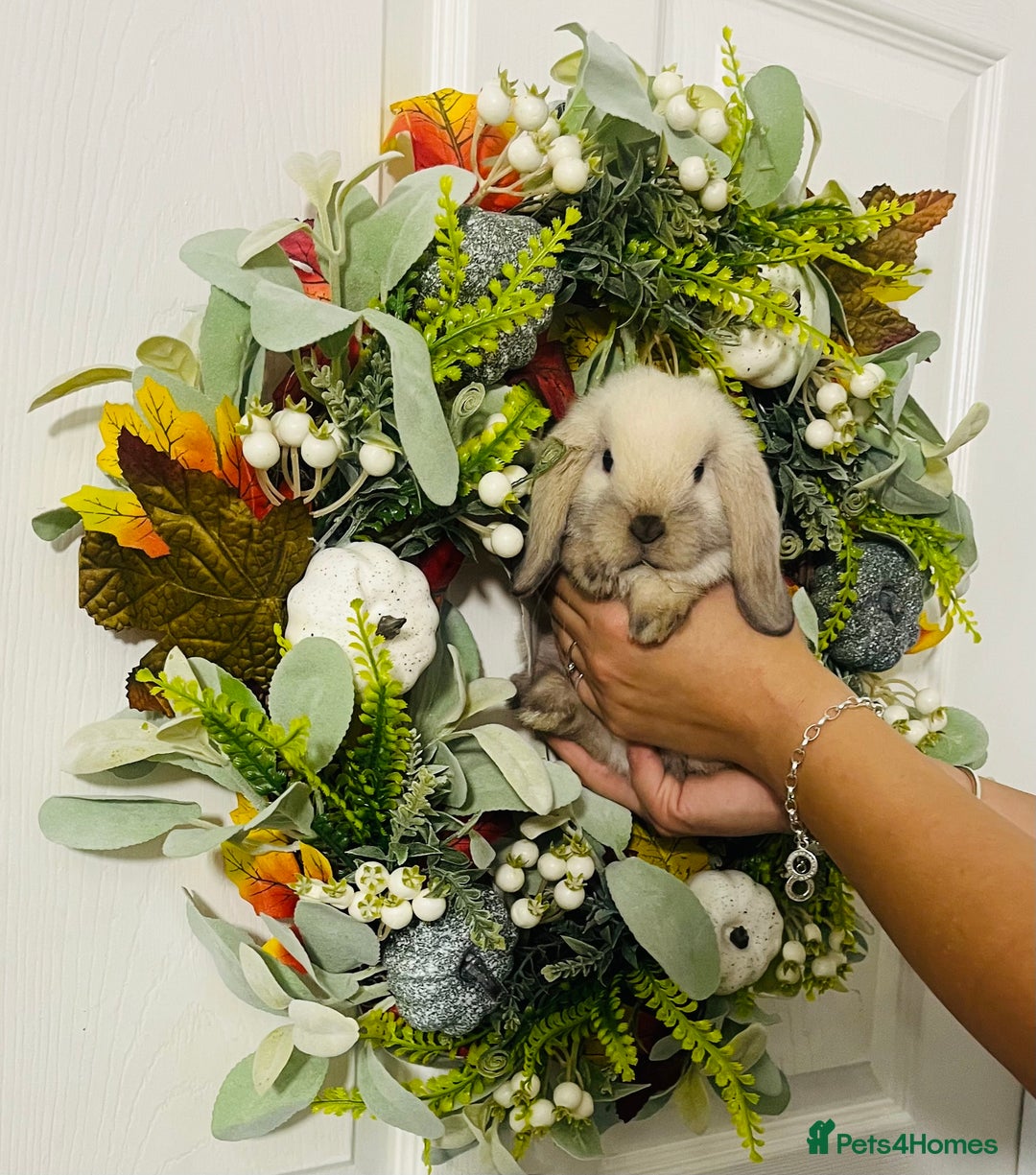 Mini Lop rabbits for sale: 🐰pure bred Miniature Lop 🐰 - Advert 20