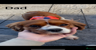Mixed Breed dogs - Advert 3