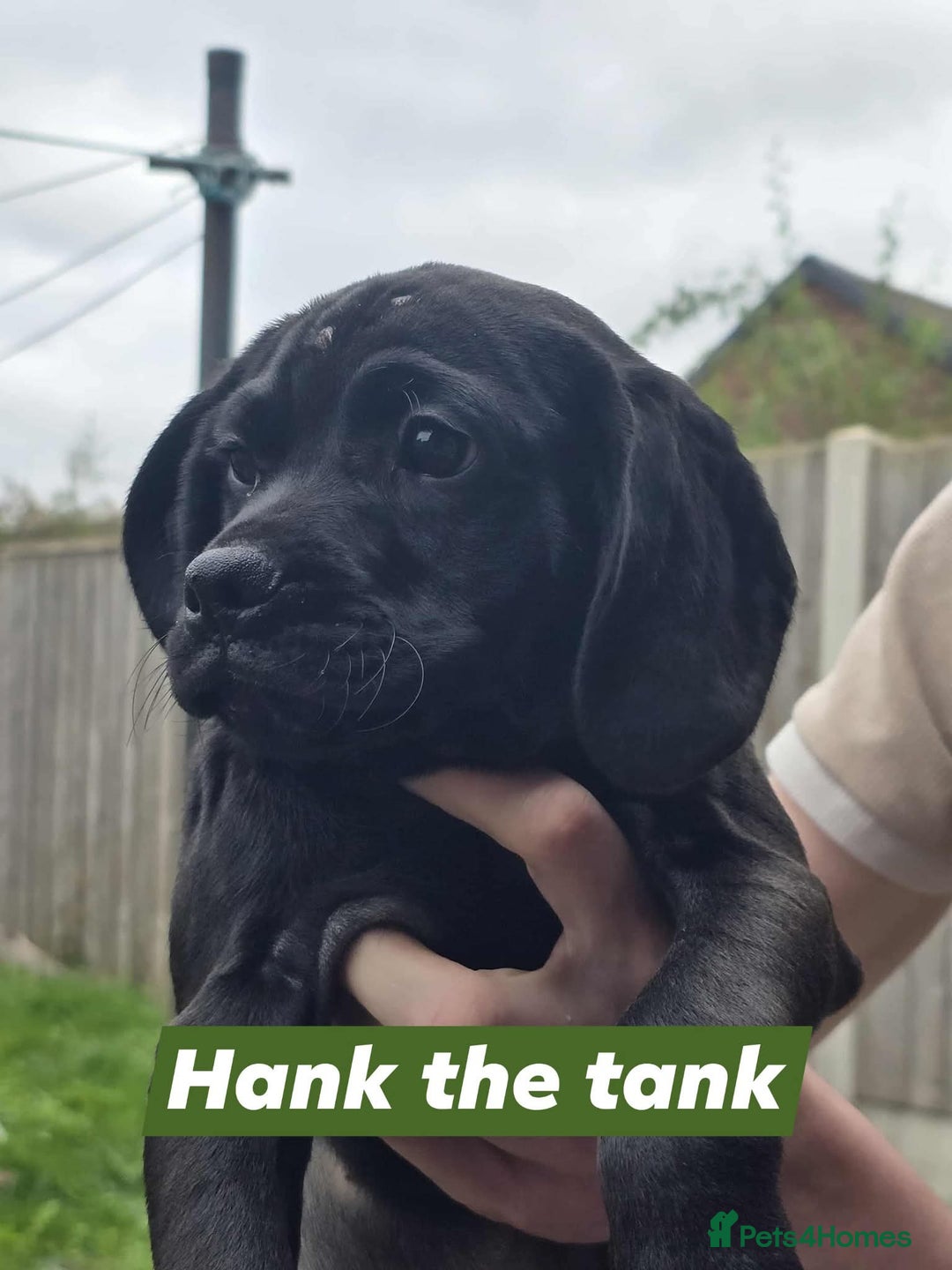 Mixed Breed dogs for sale: Cocakpug - Image 4
