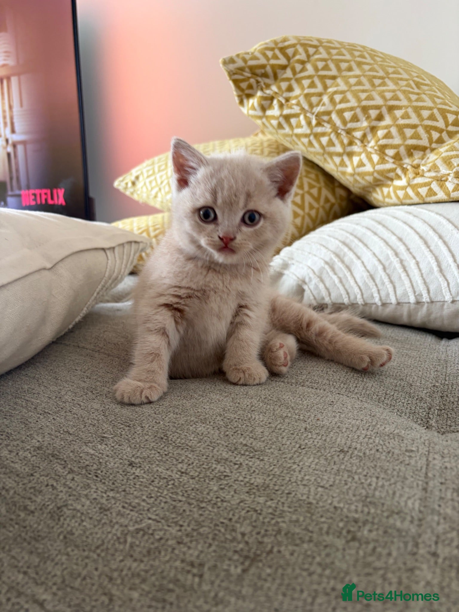 British Shorthair cats British shorthair kittens.  - Advert 2
