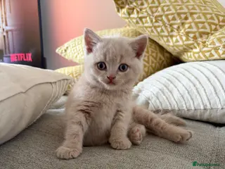 British Shorthair cats British shorthair kittens. - Advert 2